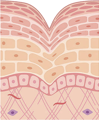 CANADEL 多合一藥用精華霜 | Canadel, 2重抗黑, 美白祛斑, 淡紋緊緻, 舒敏抗炎